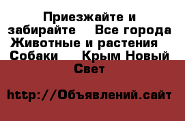 Приезжайте и забирайте. - Все города Животные и растения » Собаки   . Крым,Новый Свет